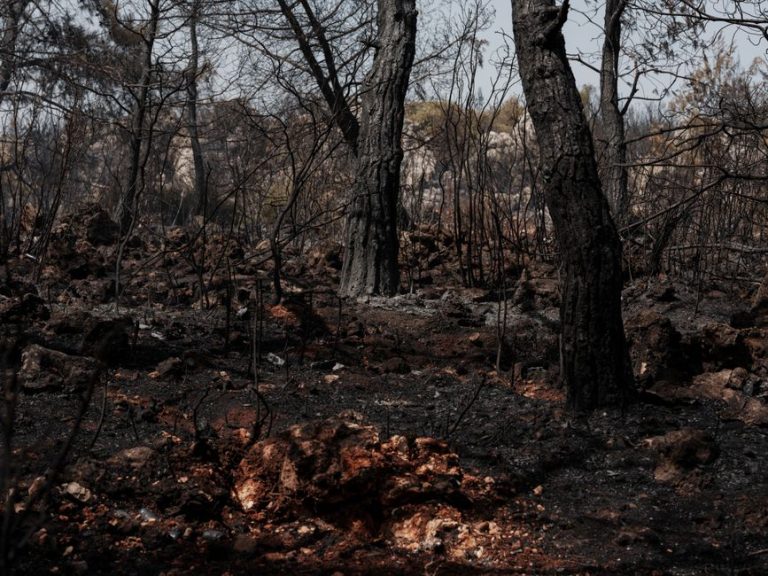 フランス・ルコルニュ氏の山火事被災地訪問、その舞台裏を地元紙が検証