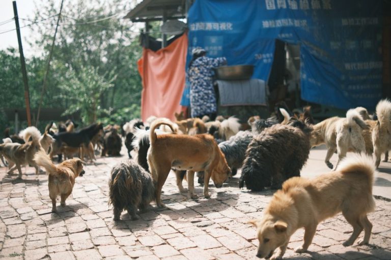 香港・元朗で女性が野良犬に噛まれ死亡か 現場に臨時防犯カメラ4組を設置
