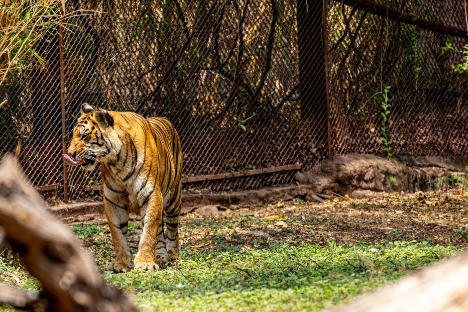 英国ヨークシャーの動物園でトラの飼育場に男性が侵入し死亡