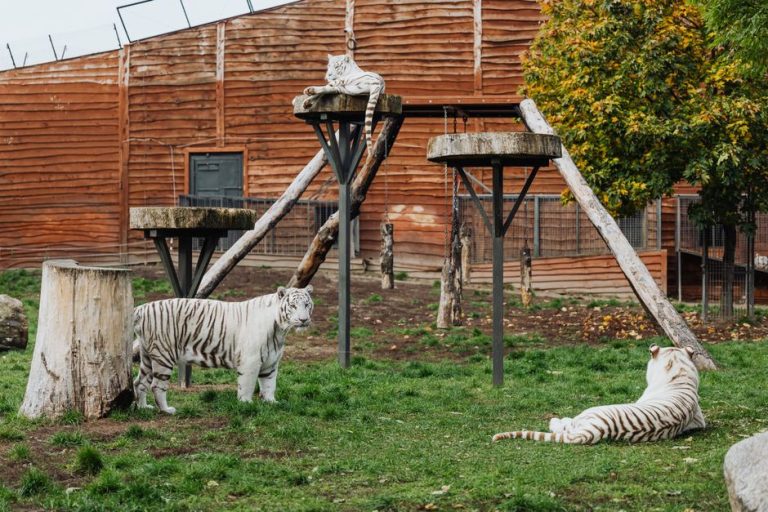 英国ヨークシャーの野生動物公園でトラが男性を襲い死亡、園は休園続く